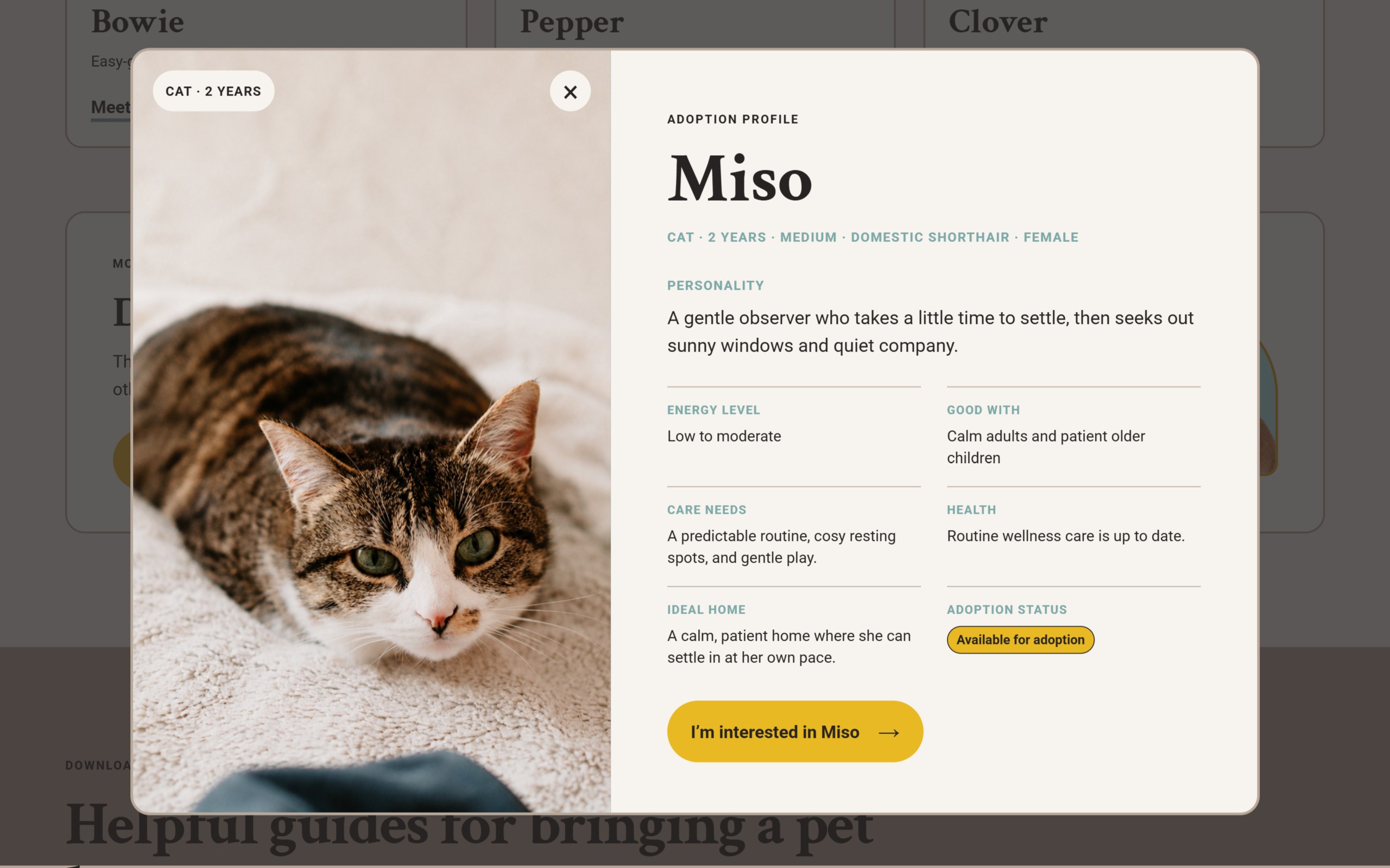 Desktop pet profile modal with detailed pet information and adoption enquiry action